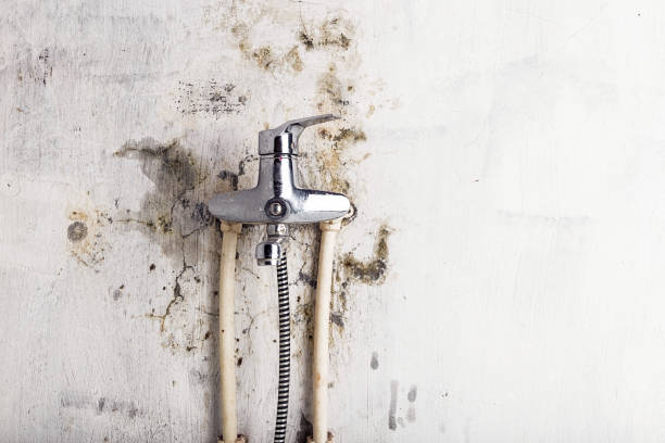 Best Mold Remediation  in East Dundee, IL