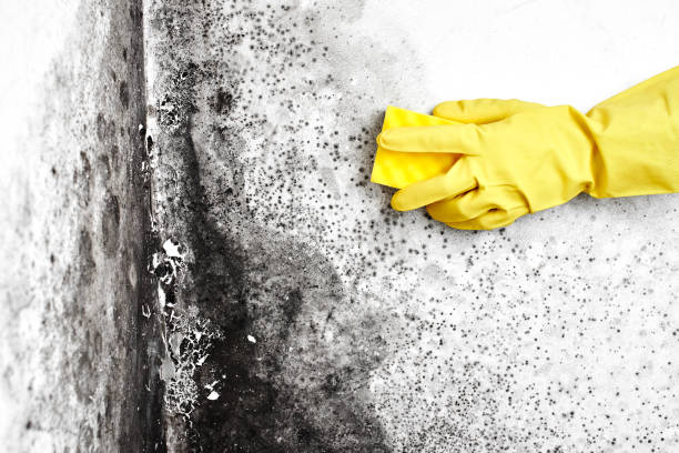 Best Professional Mold Removal  in East Dundee, IL