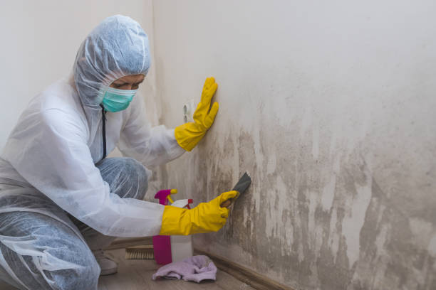 Best Commercial Mold Removal  in East Dundee, IL