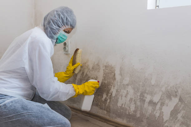 Best Black Mold Removal  in East Dundee, IL
