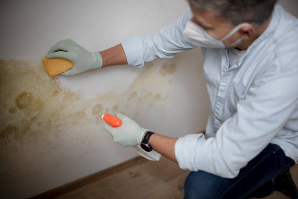 Best Commercial Mold Removal  in East Dundee, IL