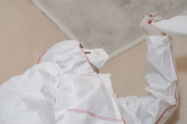Best Black Mold Removal  in East Dundee, IL