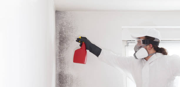 Professional Mold Removal in East Dundee, IL