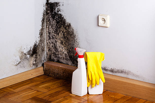 Best Certified Mold Removal  in East Dundee, IL